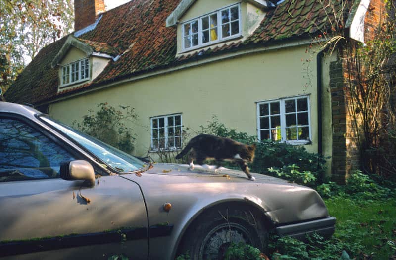 JUSTIN PARTYKA - PHOTOGRAPHS FROM ROGER DEAKIN'S WALNUT TREE FARM