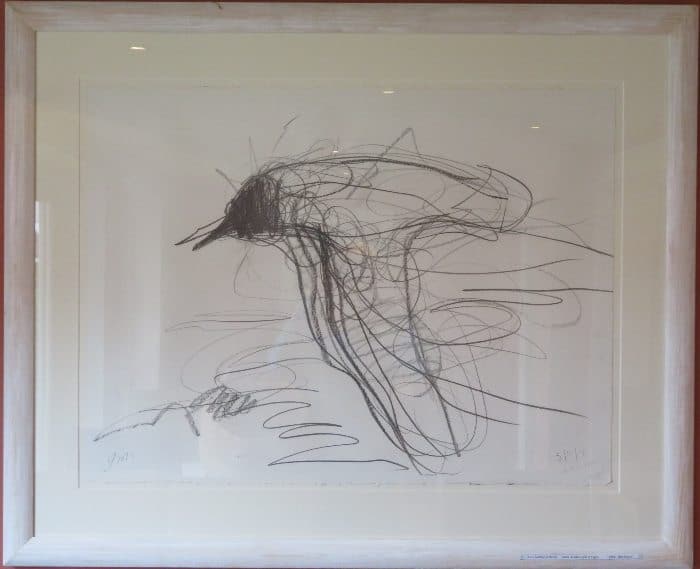 Jason  Gathorne-Hardy - Black-headed Gull in flight