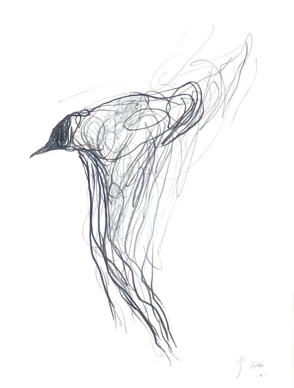 Jason Gathorne-Hardy - Flight Drawing XVI