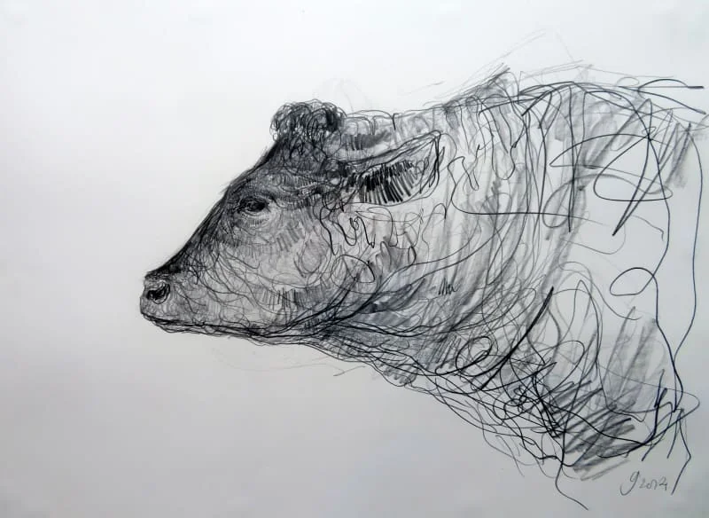 Jason Gathorne-Hardy - Study of red Poll Bull