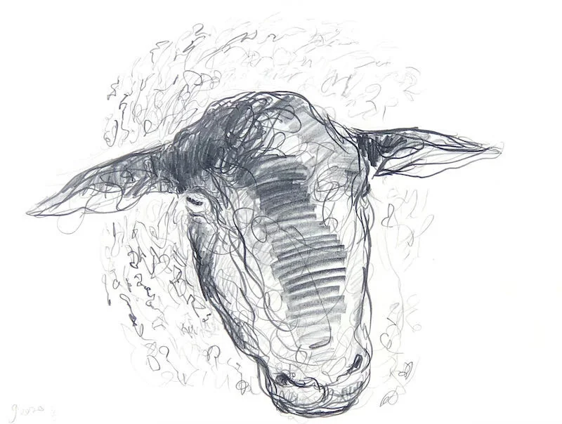 Jason Gathorne-Hardy - Study of Suffolk Ram V