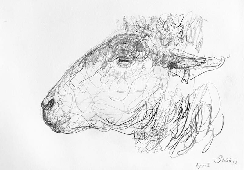 Jason  Gathorne-Hardy - Portrait Study of Agnes