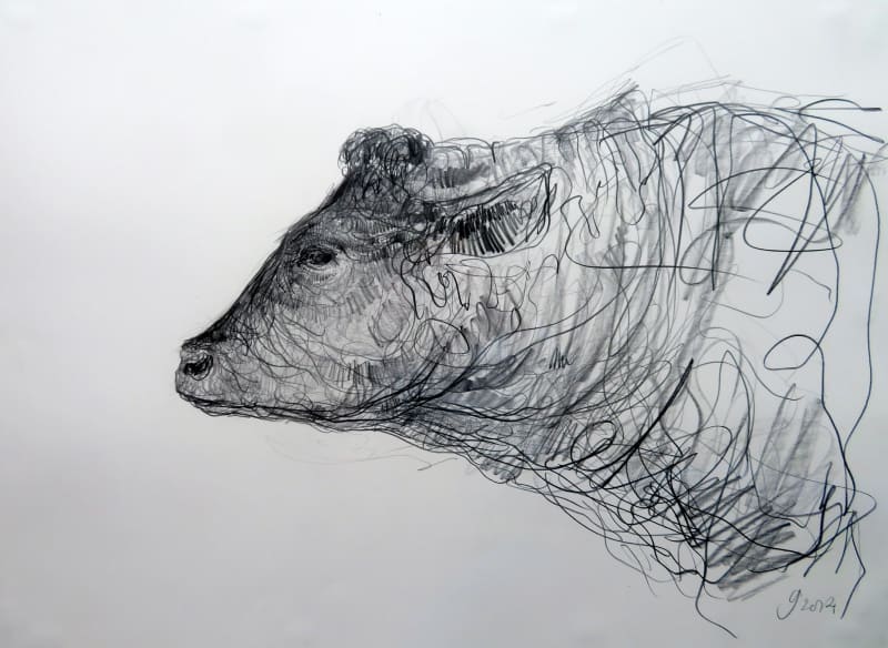 Jason  Gathorne-Hardy - Study of red Poll Bull