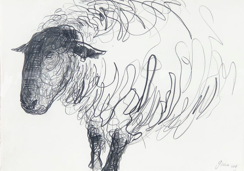 Jason  Gathorne-Hardy - Study of Suffolk Ram III