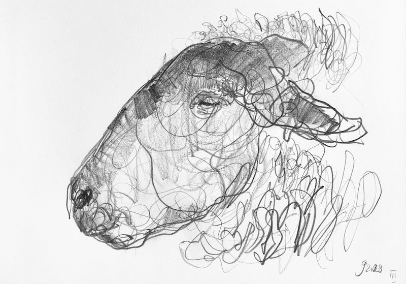 Jason  Gathorne-Hardy - Study of Suffolk Ram's Head