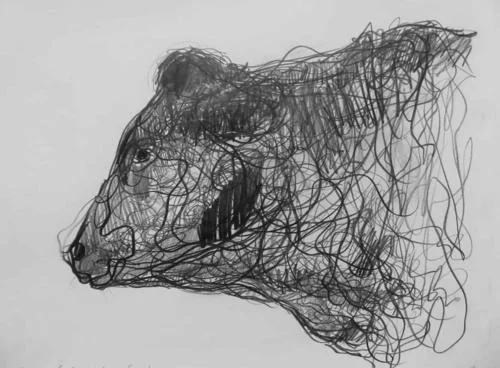 Head of Bull