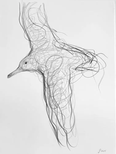 Herring Gull