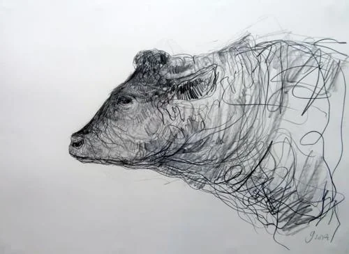 Study of red Poll Bull