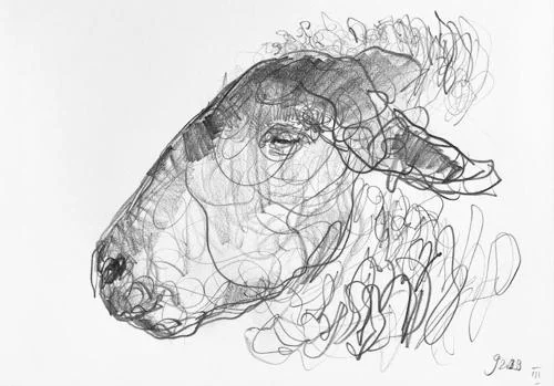 Study of Suffolk Ram's Head